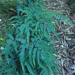 Bruce Park, Hunterville.<br>Photographer: Melissa Hutchison, Date taken: 18/04/2024, Licence: <a target='_blank' href='https://creativecommons.org/licenses/by-nc/4.0'>CC BY-NC</a>.