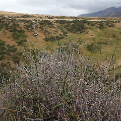 Growing through matagouri, Cave Stream, Castle Hill (planted).<br>Photographer: Melissa Hutchison, Date taken: 22/02/2020, Licence: <a target='_blank' href='https://creativecommons.org/licenses/by-nc/4.0'>CC BY-NC</a>. <a class='member-message' href='/nzpcn/why-join-nzpcn/' target='_blank'>Members can view a larger version of this image.</a>