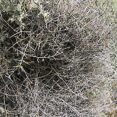 Growing through matagouri, Cave Stream, Castle Hill (planted).<br>Photographer: Melissa Hutchison, Date taken: 17/10/2009, Licence: <a target='_blank' href='https://creativecommons.org/licenses/by-nc/4.0'>CC BY-NC</a>. <a class='member-message' href='/nzpcn/why-join-nzpcn/' target='_blank'>Members can view a larger version of this image.</a>