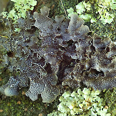 Photographer: Melissa Hutchison, Date taken: 20/02/2022, Licence: <a target='_blank' href='https://creativecommons.org/licenses/by-nc/4.0'>CC BY-NC</a>. <a class='member-message' href='/nzpcn/why-join-nzpcn/' target='_blank'>Members can view a larger version of this image.</a>