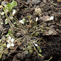 Wild plants in garden.<br>Photographer: Melissa Hutchison, Date taken: 26/09/2021, Licence: <a target='_blank' href='https://creativecommons.org/licenses/by-nc/4.0'>CC BY-NC</a>. <a class='member-message' href='/nzpcn/why-join-nzpcn/' target='_blank'>Members can view a larger version of this image.</a>