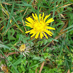 Taraxacum pseudohamatum in grassland, North Road, Rēkohu / Wharekauri / Chatham Island.<br>Photographer: Peter J de Lange, Date taken: 12/08/2022, Licence: <a target='_blank' href='https://creativecommons.org/licenses/by-nc/4.0'>CC BY-NC</a>. <a class='member-message' href='/nzpcn/why-join-nzpcn/' target='_blank'>Members can view a larger version of this image.</a>