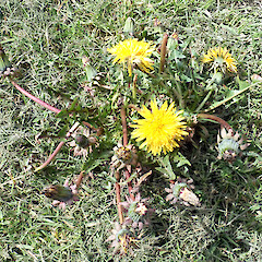 Taraxacum pseudohamatum growing in gravelled margin of a deck of a new house, Rēkohu / Wharekauri / Chatham Island, South Coast, Waitangi – Tuku Road, residence of Mike Bell.<br>Photographer: Peter J de Lange, Date taken: 02/10/2023, Licence: <a target='_blank' href='https://creativecommons.org/licenses/by/4.0'>CC BY</a>. <a class='member-message' href='/nzpcn/why-join-nzpcn/' target='_blank'>Members can view a larger version of this image.</a>