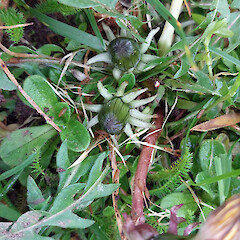 Foliage and floral buds – note the darkly pigmented bracts of inner whorl of the involucre and the outer spreading, glaucescent, pruinose bracts of the outer whorl of the involucre, Rēkohu / Wharekauri / Chatham Island, North Road.<br>Photographer: Peter J de Lange, Date taken: 12/08/2022, Licence: <a target='_blank' href='https://creativecommons.org/licenses/by/4.0'>CC BY</a>. <a class='member-message' href='/nzpcn/why-join-nzpcn/' target='_blank'>Members can view a larger version of this image.</a>