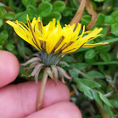 Capitula (side view) showing disposition of the involucral bracts and ligule striping, Rēkohu / Wharekauri / Chatham Island, North Road.<br>Photographer: Peter J de Lange, Date taken: 12/08/2022, Licence: <a target='_blank' href='https://creativecommons.org/licenses/by/4.0'>CC BY</a>. <a class='member-message' href='/nzpcn/why-join-nzpcn/' target='_blank'>Members can view a larger version of this image.</a>