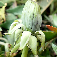 Involucre of a floral bud showing inner and outer whorls − note the glaucous pruinose adaxial surface of the outer whorl of bracts, and the margins which are distinctly bordered, Rēkohu / Wharekauri / Chatham Island, South Coast, Waitangi – Tuku Road, residence of Mike Bell.<br>Photographer: Peter J de Lange, Date taken: 02/10/0023, Licence: <a target='_blank' href='https://creativecommons.org/licenses/by/4.0'>CC BY</a>. <a class='member-message' href='/nzpcn/why-join-nzpcn/' target='_blank'>Members can view a larger version of this image.</a>