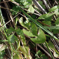 Taraxacum pseudohamatum growing in back of dunes amongst marram grass (Calamagrostis arenaria) and creeping buttercup (Ranunculus repens), Rēkohu / Wharekauri / Chatham Island, Kaingaroa Road near Ocean Mail, Matarakau.<br>Photographer: Peter J de Lange, Date taken: 09/08/2019, Licence: <a target='_blank' href='https://creativecommons.org/licenses/by/4.0'>CC BY</a>. <a class='member-message' href='/nzpcn/why-join-nzpcn/' target='_blank'>Members can view a larger version of this image.</a>