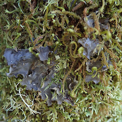 Paratu Stream, West Coast.<br>Photographer: Melissa Hutchison, Date taken: 26/11/2023, Licence: <a target='_blank' href='https://creativecommons.org/licenses/by-nc/4.0'>CC BY-NC</a>. <a class='member-message' href='/nzpcn/why-join-nzpcn/' target='_blank'>Members can view a larger version of this image.</a>