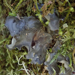 Paratu Stream, West Coast.<br>Photographer: Melissa Hutchison, Date taken: 26/11/2023, Licence: <a target='_blank' href='https://creativecommons.org/licenses/by-nc/4.0'>CC BY-NC</a>. <a class='member-message' href='/nzpcn/why-join-nzpcn/' target='_blank'>Members can view a larger version of this image.</a>