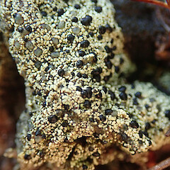 Denniston Plateau, West Coast.<br>Photographer: Melissa Hutchison, Date taken: 04/06/2022, Licence: <a target='_blank' href='https://creativecommons.org/licenses/by-nc/4.0'>CC BY-NC</a>. <a class='member-message' href='/nzpcn/why-join-nzpcn/' target='_blank'>Members can view a larger version of this image.</a>