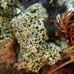 Denniston Plateau, West Coast.<br>Photographer: Melissa Hutchison, Date taken: 04/06/2022, Licence: <a target='_blank' href='https://creativecommons.org/licenses/by-nc/4.0'>CC BY-NC</a>. <a class='member-message' href='/nzpcn/why-join-nzpcn/' target='_blank'>Members can view a larger version of this image.</a>