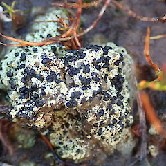 Micarea isabellina