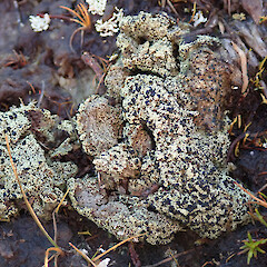 Denniston Plateau, West Coast.<br>Photographer: Melissa Hutchison, Date taken: 04/06/2022, Licence: <a target='_blank' href='https://creativecommons.org/licenses/by-nc/4.0'>CC BY-NC</a>. <a class='member-message' href='/nzpcn/why-join-nzpcn/' target='_blank'>Members can view a larger version of this image.</a>