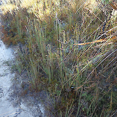 Denniston Plateau, West Coast.<br>Photographer: Melissa Hutchison, Date taken: 04/06/2022, Licence: <a target='_blank' href='https://creativecommons.org/licenses/by-nc/4.0'>CC BY-NC</a>. <a class='member-message' href='/nzpcn/why-join-nzpcn/' target='_blank'>Members can view a larger version of this image.</a>