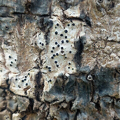 Lithothelium kiritea on Cordyline australis at Aranga, northern end of Ripiro Beach.<br>Photographer: Peter J de Lange, Date taken: 17/01/2024, Licence: <a target='_blank' href='https://creativecommons.org/licenses/by/4.0'>CC BY</a>. <a class='member-message' href='/nzpcn/why-join-nzpcn/' target='_blank'>Members can view a larger version of this image.</a>
