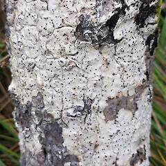 Lithothelium kiritea on the Cordyline australis at Tauranga Bay, Cape Foulwind.<br>Photographer: Peter J de Lange, Date taken: 05/01/2024, Licence: <a target='_blank' href='https://creativecommons.org/licenses/by/4.0'>CC BY</a>. <a class='member-message' href='/nzpcn/why-join-nzpcn/' target='_blank'>Members can view a larger version of this image.</a>