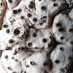 Close up of thallus of Lithothelium kiritea showing perithecia. Ngataki, Te Aupouri.<br>Photographer: Peter J de Lange, Date taken: 01/02/2024, Licence: <a target='_blank' href='https://creativecommons.org/licenses/by/4.0'>CC BY</a>. <a class='member-message' href='/nzpcn/why-join-nzpcn/' target='_blank'>Members can view a larger version of this image.</a>