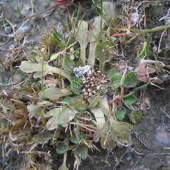 A mature plant Ranunculus ranceorum, shoreline of Lake Manapouri.<br>Photographer: Jesse Bythell, Date taken: 25/02/2007, Licence: <a target='_blank' href='https://creativecommons.org/licenses/by-nc/4.0'>CC BY-NC</a>. <a class='member-message' href='/nzpcn/why-join-nzpcn/' target='_blank'>Members can view a larger version of this image.</a>