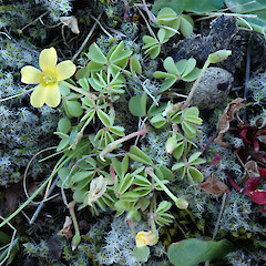 Kaitorete Spit.<br>Photographer: Melissa Hutchison, Date taken: 25/10/2023, Licence: <a target='_blank' href='https://creativecommons.org/licenses/by-nc/4.0'>CC BY-NC</a>.