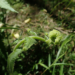 Frond in alluvial forest remnant, Hokianga Northland.<br>Photographer: Marley Ford, Date taken: 14/11/2020, Licence: <a target='_blank' href='https://creativecommons.org/licenses/by/4.0'>CC BY</a>.