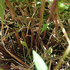 Creeping rhizomes in alluvial forest remnant, Hokianga Northland.<br>Photographer: Marley Ford, Date taken: 14/11/2020, Licence: <a target='_blank' href='https://creativecommons.org/licenses/by/4.0'>CC BY</a>.
