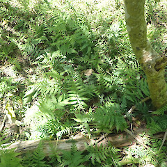 In alluvial forest remnant, Hokianga Northland.<br>Photographer: Marley Ford, Date taken: 14/11/2020, Licence: <a target='_blank' href='https://creativecommons.org/licenses/by/4.0'>CC BY</a>.