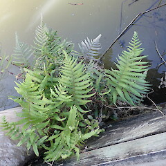 On wooden wall above Awanui River banks, Awanui Northland.<br>Photographer: Marley Ford, Date taken: 01/05/2024, Licence: <a target='_blank' href='https://creativecommons.org/licenses/by-nc/4.0'>CC BY-NC</a>.