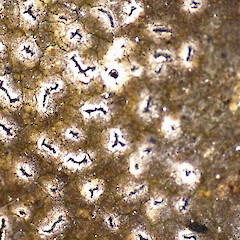 Close up of Schismatomma neozelandicum (image taken by Campbell James) from specimens collected from Chatham Islands, Rekohu (Chatham Island), Kaingaroa, Kaingaroa Point in February 2024.<br>Photographer: Peter J de Lange, Date taken: 10/05/2024, Licence: <a target='_blank' href='https://creativecommons.org/licenses/by/4.0'>CC BY</a>. <a class='member-message' href='/nzpcn/why-join-nzpcn/' target='_blank'>Members can view a larger version of this image.</a>