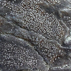 Schismatomma neozelandicum