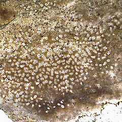 Close up of Schismatomma neozelandicum (image taken by Campbell James) from specimens collected from Chatham Islands, Rekohu (Chatham Island), Kaingaroa, Kaingaroa Point in February 2024.<br>Photographer: Peter J de Lange, Date taken: 10/05/2024, Licence: <a target='_blank' href='https://creativecommons.org/licenses/by/4.0'>CC BY</a>. <a class='member-message' href='/nzpcn/why-join-nzpcn/' target='_blank'>Members can view a larger version of this image.</a>