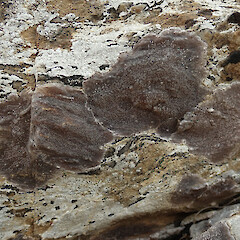 Kaingaroa, Chatham Islands/Rekohu.<br>Photographer: Melissa Hutchison, Date taken: 20/12/2020, Licence: <a target='_blank' href='https://creativecommons.org/licenses/by-nc/4.0'>CC BY-NC</a>. <a class='member-message' href='/nzpcn/why-join-nzpcn/' target='_blank'>Members can view a larger version of this image.</a>