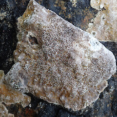 Stewart Island/Rakiura.<br>Photographer: Melissa Hutchison, Date taken: 17/04/2021, Licence: <a target='_blank' href='https://creativecommons.org/licenses/by-nc/4.0'>CC BY-NC</a>. <a class='member-message' href='/nzpcn/why-join-nzpcn/' target='_blank'>Members can view a larger version of this image.</a>