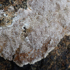 Stewart Island/Rakiura.<br>Photographer: Melissa Hutchison, Date taken: 17/04/2021, Licence: <a target='_blank' href='https://creativecommons.org/licenses/by-nc/4.0'>CC BY-NC</a>. <a class='member-message' href='/nzpcn/why-join-nzpcn/' target='_blank'>Members can view a larger version of this image.</a>