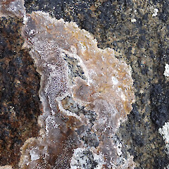 Stewart Island/Rakiura.<br>Photographer: Melissa Hutchison, Date taken: 17/04/2021, Licence: <a target='_blank' href='https://creativecommons.org/licenses/by-nc/4.0'>CC BY-NC</a>. <a class='member-message' href='/nzpcn/why-join-nzpcn/' target='_blank'>Members can view a larger version of this image.</a>