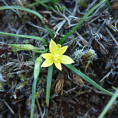 West Melton, Canterbury.<br>Photographer: Melissa Hutchison, Date taken: 22/05/2021, Licence: <a target='_blank' href='https://creativecommons.org/licenses/by-nc/4.0'>CC BY-NC</a>. <a class='member-message' href='/nzpcn/why-join-nzpcn/' target='_blank'>Members can view a larger version of this image.</a>