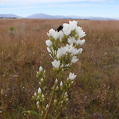 Tākapo Scientific Reserve.<br>Photographer: Jane Gosden, Date taken: 07/02/2022, Licence: <a target='_blank' href='https://creativecommons.org/licenses/by-nc-sa/4.0'>CC BY-NC-SA</a>. <a class='member-message' href='/nzpcn/why-join-nzpcn/' target='_blank'>Members can view a larger version of this image.</a>