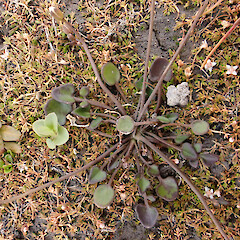 Molesworth Recreation Reserve.<br>Photographer: Jane Gosden, Date taken: 28/01/2024, Licence: <a target='_blank' href='https://creativecommons.org/licenses/by-nc-sa/4.0'>CC BY-NC-SA</a>. <a class='member-message' href='/nzpcn/why-join-nzpcn/' target='_blank'>Members can view a larger version of this image.</a>