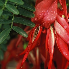 Clianthus puniceus. Phto by Gillian Crowcroft