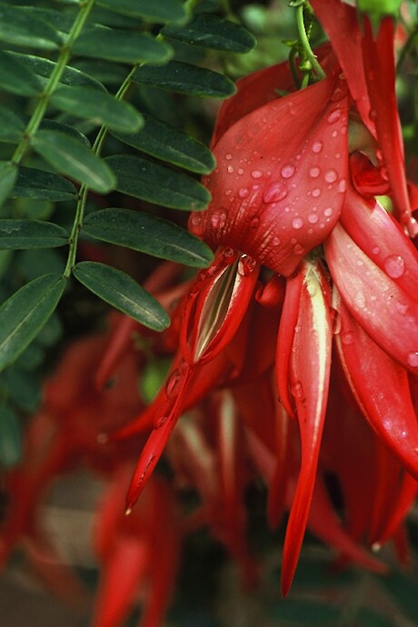 Clianthus puniceus. Phto by Gillian Crowcroft