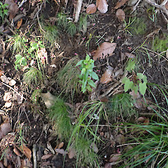 Waimā, Northland.<br>Photographer: Marley Ford, Date taken: 10/05/2024, Licence: <a target='_blank' href='https://creativecommons.org/licenses/by/4.0'>CC BY</a>. <a class='member-message' href='/nzpcn/why-join-nzpcn/' target='_blank'>Members can view a larger version of this image.</a>