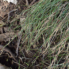 Waimā, Northland.<br>Photographer: Marley Ford, Date taken: 10/05/2024, Licence: <a target='_blank' href='https://creativecommons.org/licenses/by/4.0'>CC BY</a>. <a class='member-message' href='/nzpcn/why-join-nzpcn/' target='_blank'>Members can view a larger version of this image.</a>