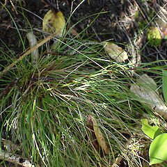 Waimā, Northland.<br>Photographer: Marley Ford, Date taken: 10/05/2024, Licence: <a target='_blank' href='https://creativecommons.org/licenses/by/4.0'>CC BY</a>. <a class='member-message' href='/nzpcn/why-join-nzpcn/' target='_blank'>Members can view a larger version of this image.</a>