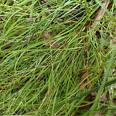 One large plant in ridge kauri - broadleaf forest with Schoenus maschalinus.<br>Photographer: Marley Ford, Date taken: 08/10/2023, Licence: <a target='_blank' href='https://creativecommons.org/licenses/by/4.0'>CC BY</a>. <a class='member-message' href='/nzpcn/why-join-nzpcn/' target='_blank'>Members can view a larger version of this image.</a>
