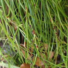 One large plant in ridge kauri - broadleaf forest with Schoenus maschalinus.<br>Photographer: Marley Ford, Date taken: 08/10/2023, Licence: <a target='_blank' href='https://creativecommons.org/licenses/by/4.0'>CC BY</a>. <a class='member-message' href='/nzpcn/why-join-nzpcn/' target='_blank'>Members can view a larger version of this image.</a>