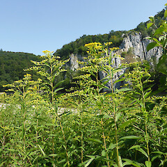 Solidago gigantea