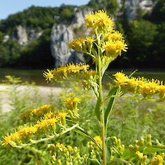 On bank of Danube River gorge, Weltenberg.<br>Photographer: Colin C. Ogle, Date taken: 16/07/2015, Licence: Public domain. <a class='member-message' href='/nzpcn/why-join-nzpcn/' target='_blank'>Members can view a larger version of this image.</a>