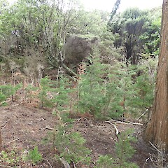 Seedlings establishing beneath a parent tree in forest gap, Southland.<br>Photographer: Jesse Bythell, Date taken: 01/12/2019, Licence: <a target='_blank' href='https://creativecommons.org/licenses/by-nc/4.0'>CC BY-NC</a>.