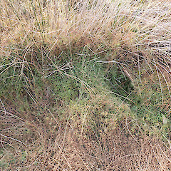 Goldney Saddle, Waimakariri.<br>Photographer: Jane Gosden, Date taken: 22/03/2024, Licence: <a target='_blank' href='https://creativecommons.org/licenses/by-nc-sa/4.0'>CC BY-NC-SA</a>. <a class='member-message' href='/nzpcn/why-join-nzpcn/' target='_blank'>Members can view a larger version of this image.</a>