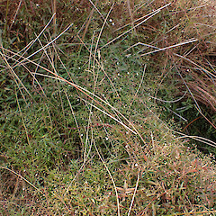 Goldney Saddle, Waimakariri.<br>Photographer: Jane Gosden, Date taken: 22/03/2024, Licence: <a target='_blank' href='https://creativecommons.org/licenses/by-nc-sa/4.0'>CC BY-NC-SA</a>. <a class='member-message' href='/nzpcn/why-join-nzpcn/' target='_blank'>Members can view a larger version of this image.</a>