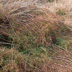 Goldney Saddle, Waimakariri.<br>Photographer: Jane Gosden, Date taken: 22/03/2024, Licence: <a target='_blank' href='https://creativecommons.org/licenses/by-nc-sa/4.0'>CC BY-NC-SA</a>. <a class='member-message' href='/nzpcn/why-join-nzpcn/' target='_blank'>Members can view a larger version of this image.</a>